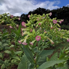 Flowers in the field