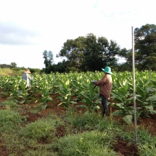 Farmers in the field