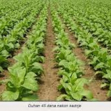 Growing Tobacco Plants