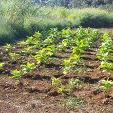 Tobacco Plants